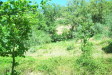 cortona05020