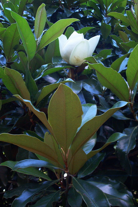 fav05023