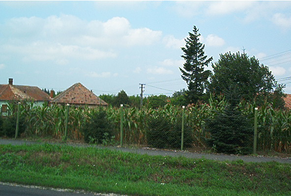 roste045.jpg