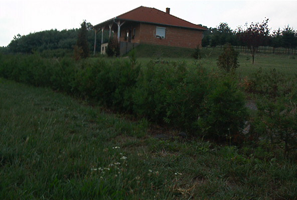 roste052.jpg