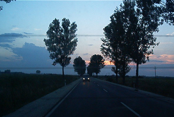 roste081.jpg