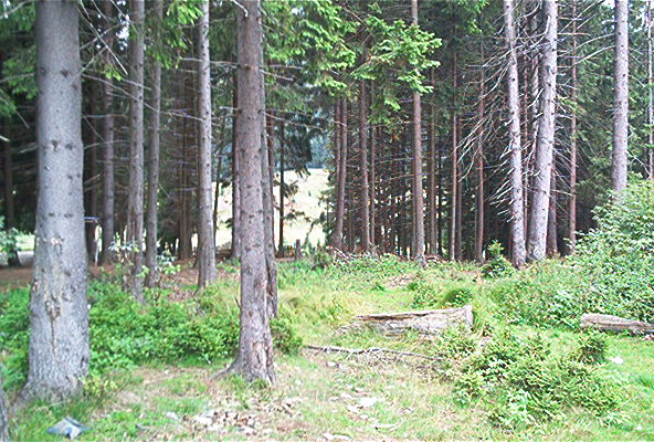 roste156.jpg