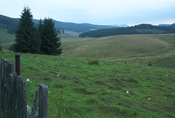 roste167.jpg