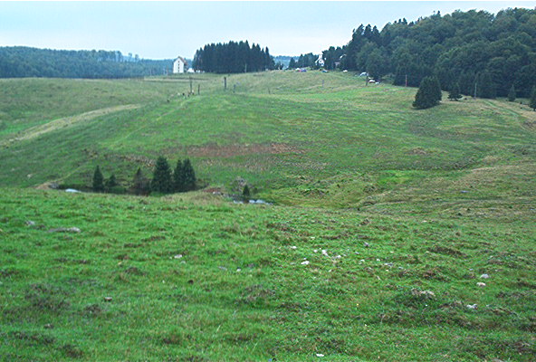 roste168.jpg