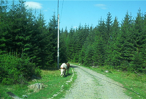 roste274.jpg