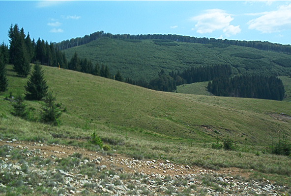 roste282.jpg
