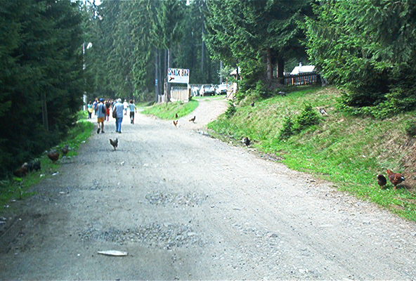 roste295.jpg