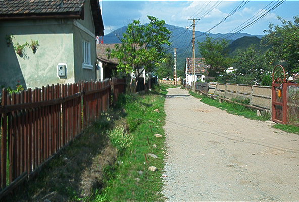 roste332.jpg