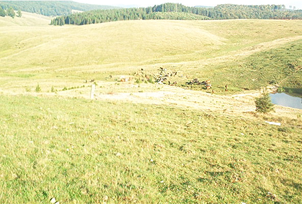 roste465.jpg