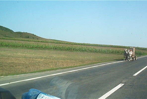 roste528.jpg