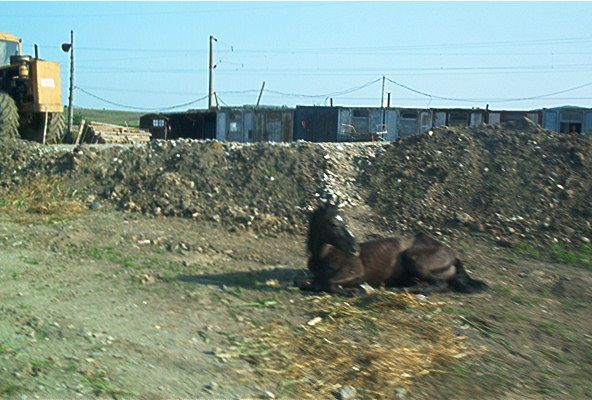 roste537.jpg