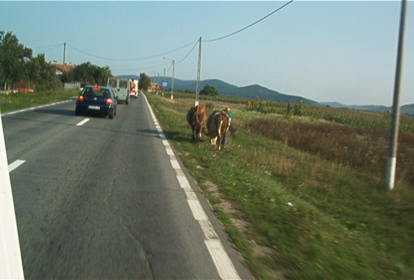 roste539.jpg