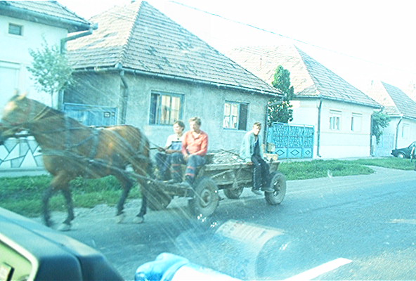 roste546.jpg