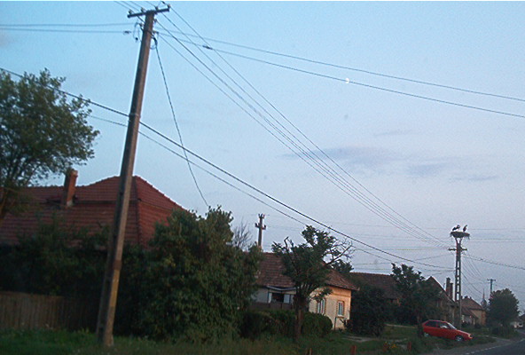 roste555.jpg