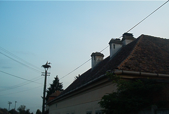 roste556.jpg
