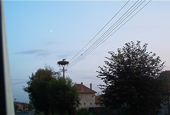 roste557.jpg