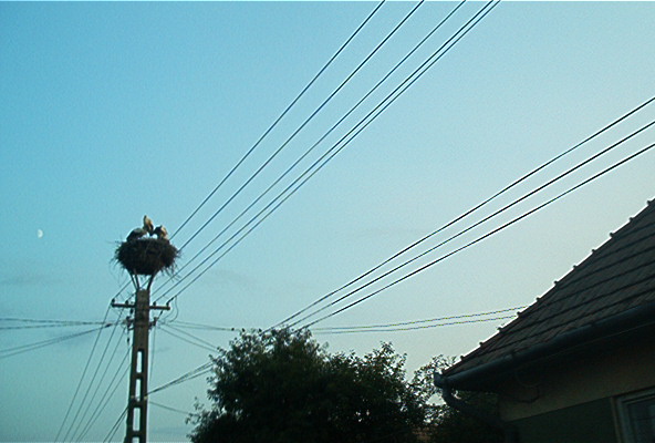 roste558.jpg