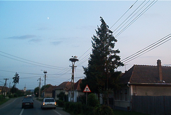 roste559.jpg