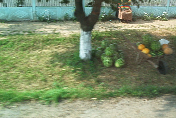 roste574.jpg