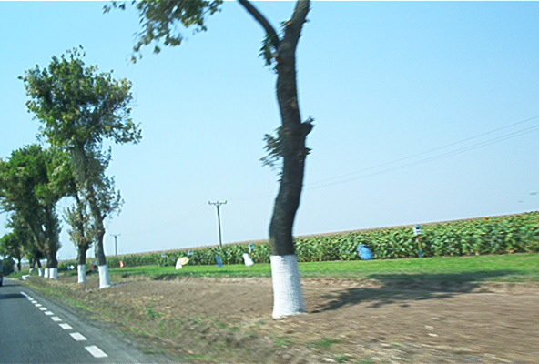 roste856.jpg