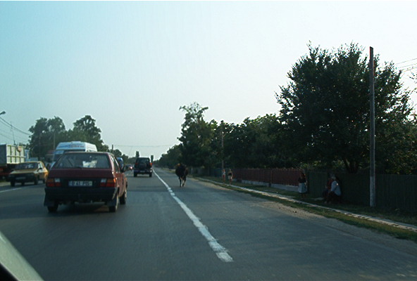 roste867.jpg