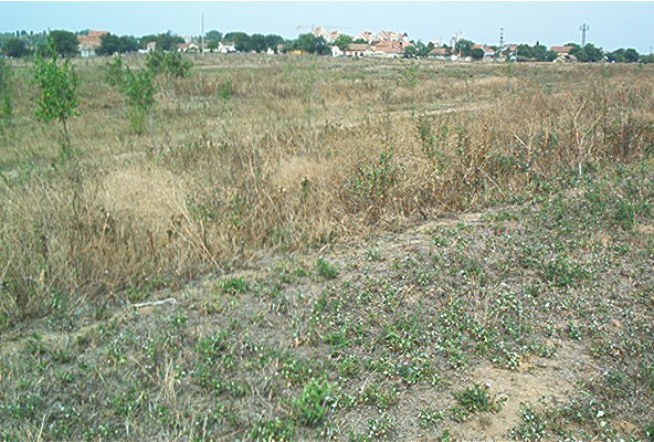 roste902.jpg