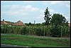roste045.jpg