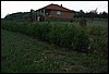 roste052.jpg