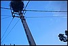 roste077.jpg