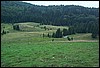 roste169.jpg
