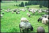 roste226.jpg