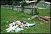 roste280.jpg