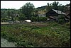 roste320.jpg