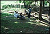 roste406.jpg