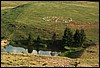 roste470.jpg