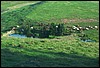 roste478.jpg