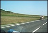 roste528.jpg