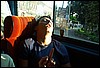 roste547.jpg