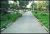 roste550.jpg