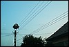 roste558.jpg