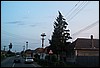 roste559.jpg