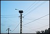 roste560.jpg