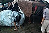 roste726.jpg