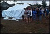 roste731.jpg