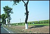 roste856.jpg