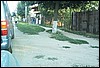roste874.jpg