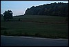 roste934.jpg