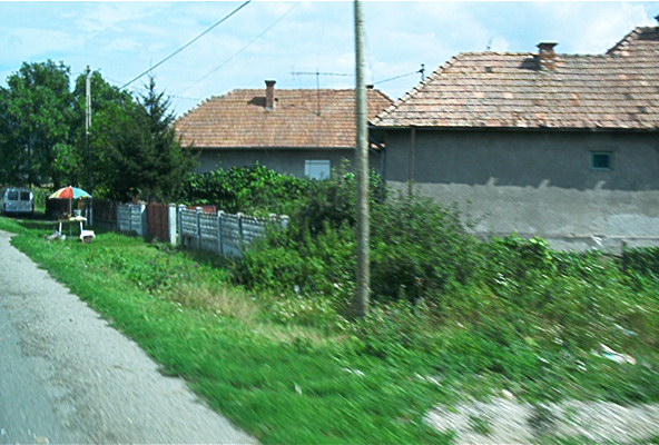 rost4442.jpg