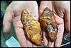 rost4141.jpg