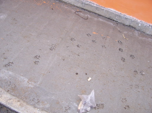 rost135.jpg